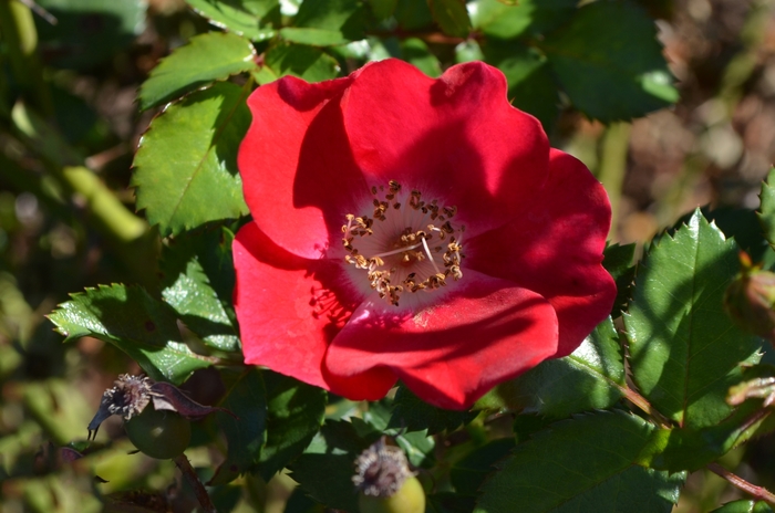 Carefree Spirit™ Rose - Rosa 'Meizmea'