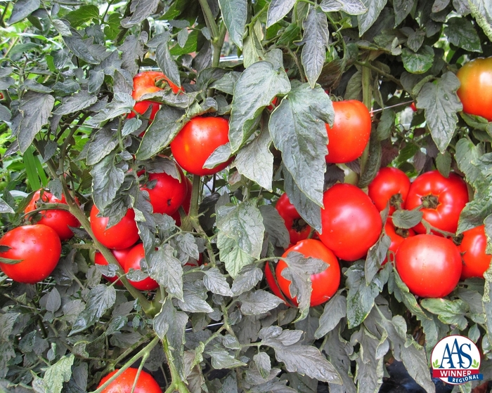 Tomato - Lycopersicon esculentum 'Mountain Merit' 