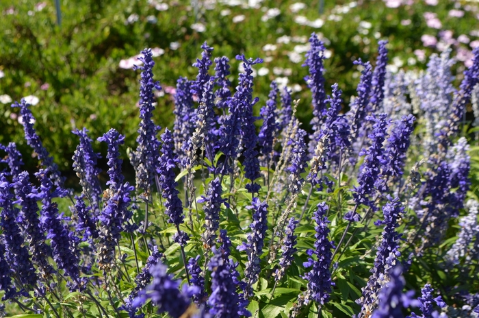Salvia - Salvia farinacea 'Cathedral™ Deep Blue'