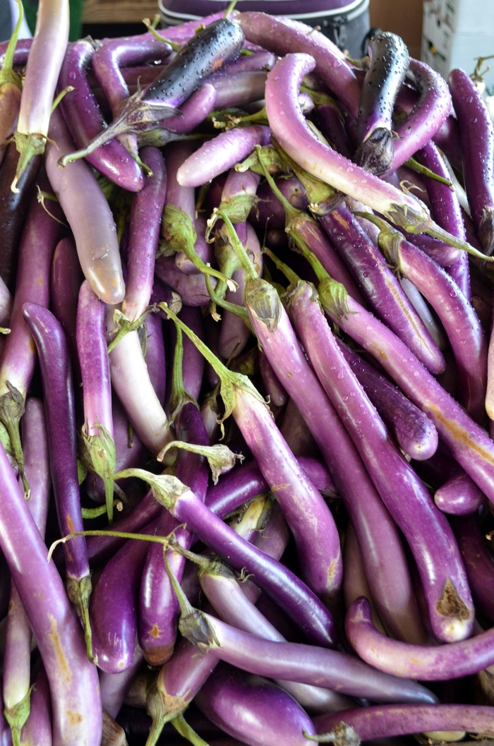 Eggplant - Solanum melongena 'Pingtung Long' 
