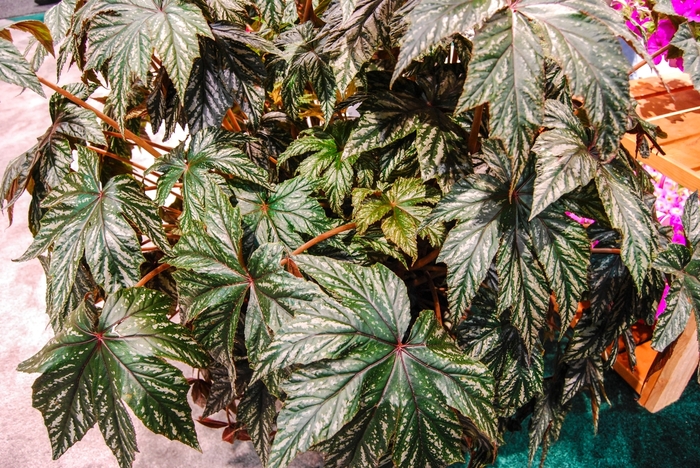 Rex Begonia - Begonia x hybrida 'Gryphon'