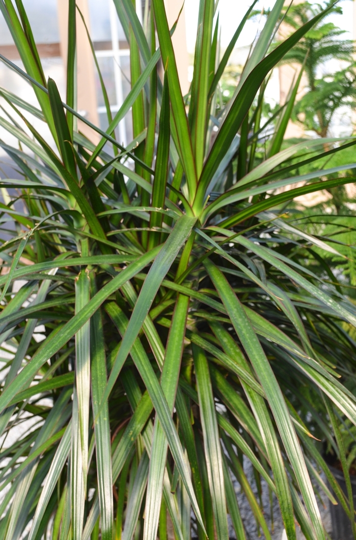 'Rainbow' Dragon Tree - Dracaena marginata