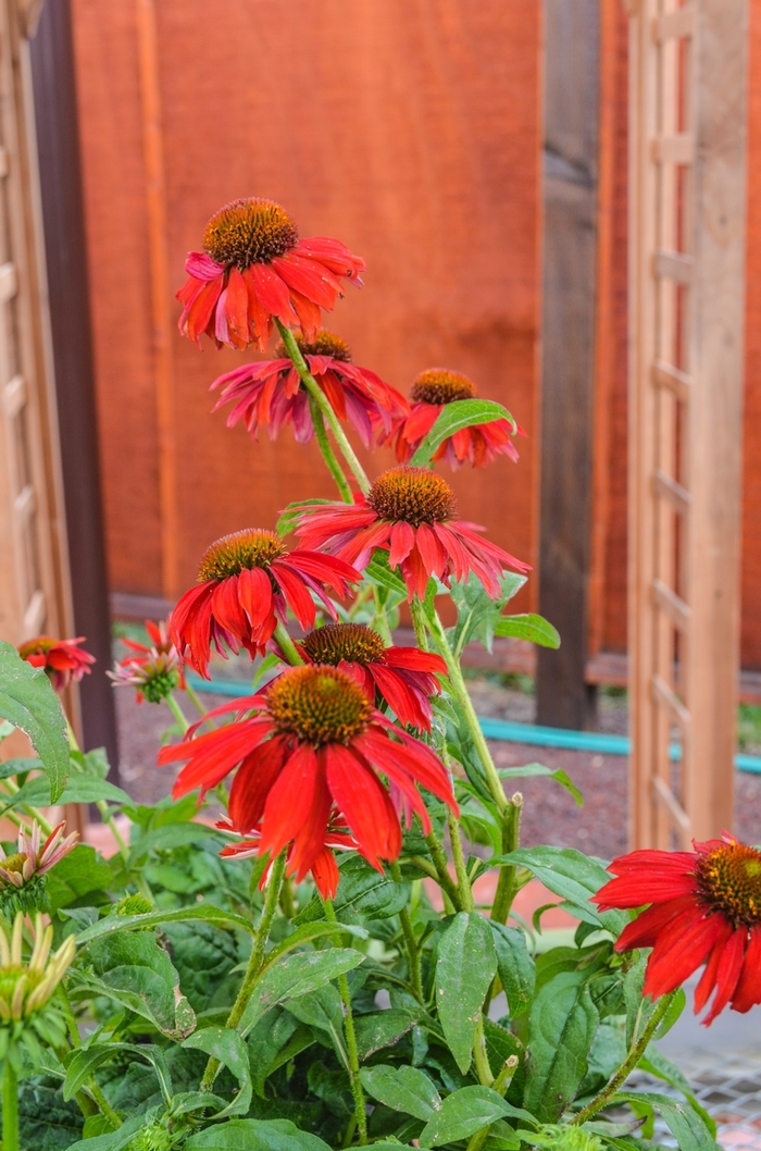 Coneflower - Echinacea 'Sombrero Salsa Red' Coneflower - Echinacea 'Sombrero Salsa Red'
