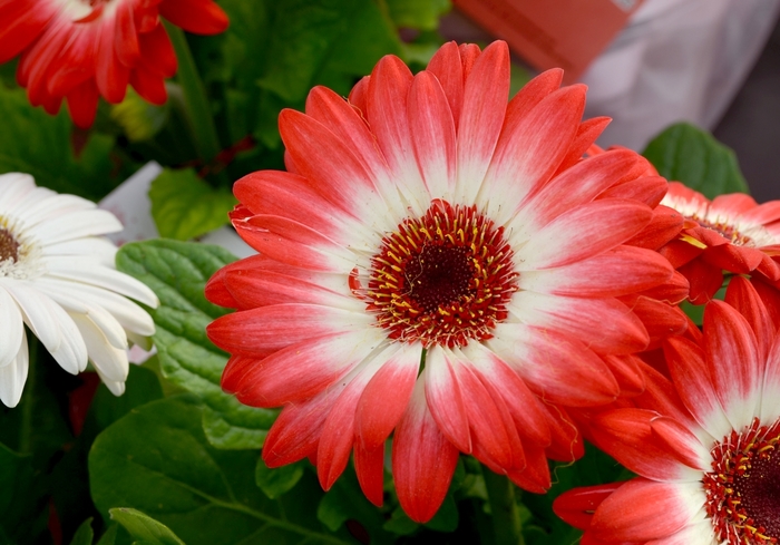 Gerbera Daisy - Gerbera jamesonii 'Floriline® 'Eye Catcher Red Dark Eye'' Gerbera Daisy - Gerbera jamesonii 'Floriline® 'Eye Catcher Red Dark Eye''