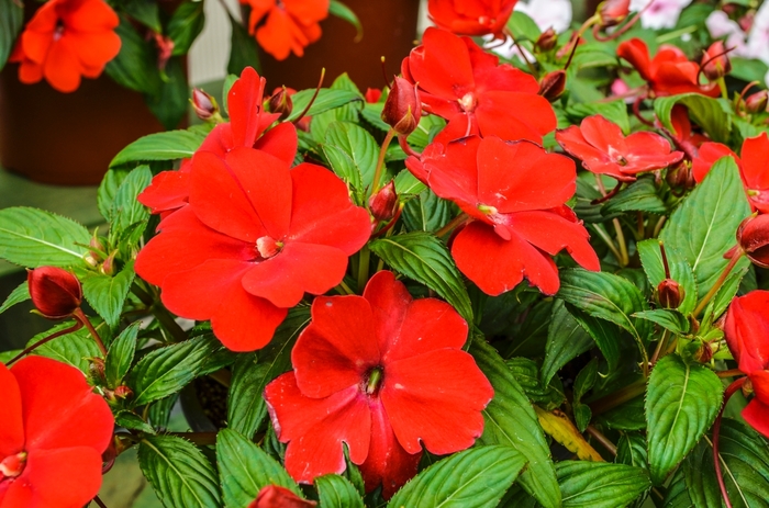 New Guinea Impatiens - Impatiens hawkeri 'Divine™ Scarlet Red' New Guinea Impatiens - Impatiens hawkeri 'Divine™ Scarlet Red'
