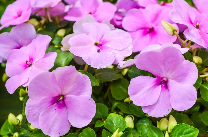 Impatiens - Impatiens walleriana 'Super Elfin® XP Blue Pearl' Impatiens - Impatiens walleriana 'Super Elfin® XP Blue Pearl'