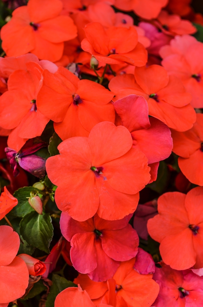 Impatiens - Impatiens walleriana 'Super Elfin® XP Punch' Impatiens - Impatiens walleriana 'Super Elfin® XP Punch'