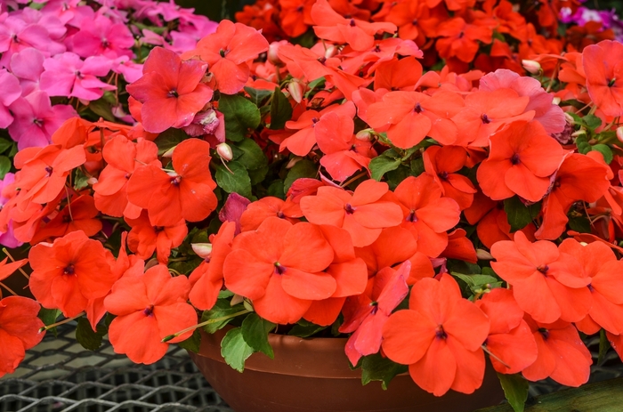 Impatiens - Impatiens walleriana 'Super Elfin® XP Rose' Impatiens - Impatiens walleriana 'Super Elfin® XP Rose'
