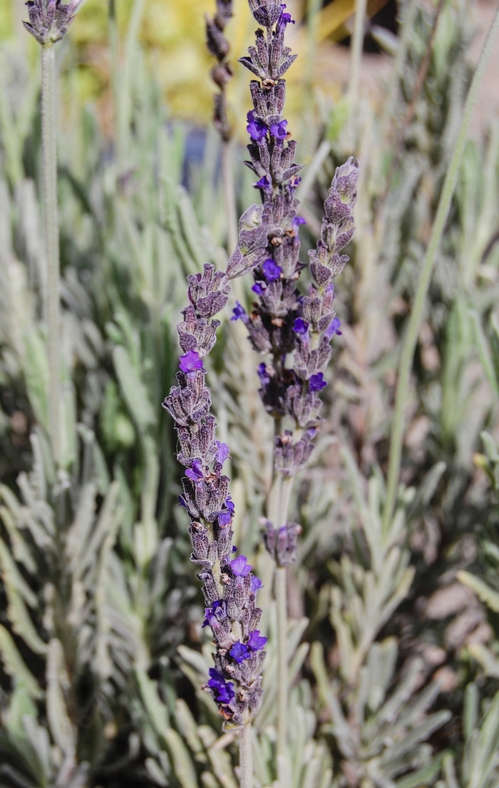 Lavender - Lavendula 'Goodwin Creek Grey'