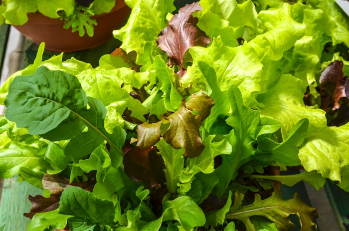 Lettuce - Lactuca sativa 'City Garden Lettuce Mix'