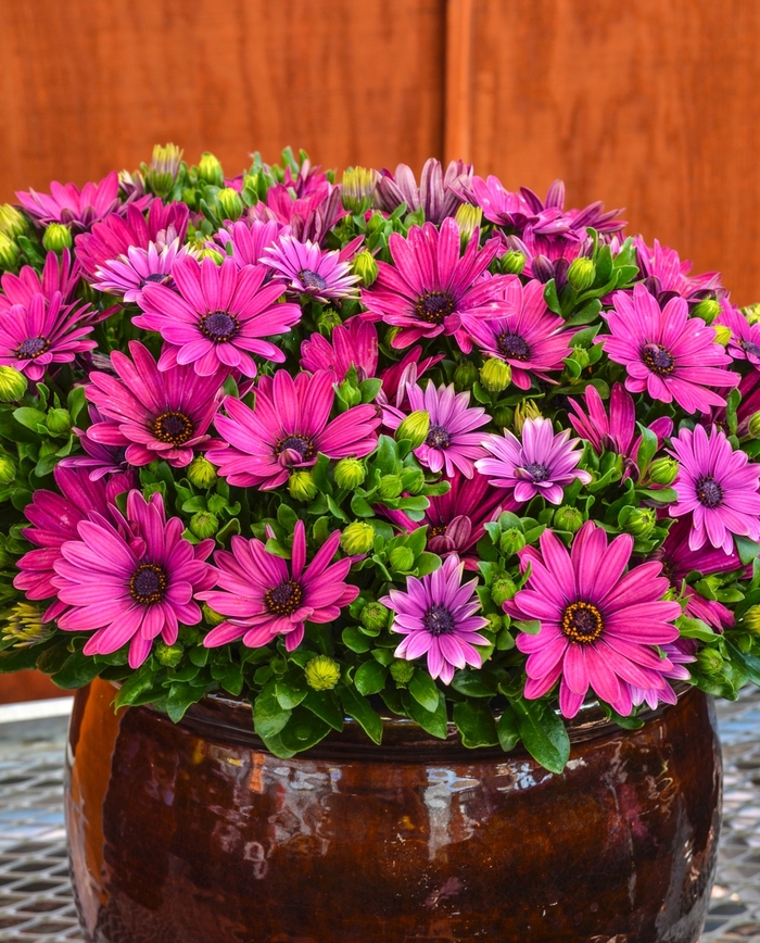 Serenity&trade; Dark Purple - Osteospermum