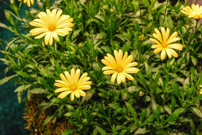 African Daisy - Osteospermum hybrida 'Voltage® Yellow' African Daisy - Osteospermum hybrida 'Voltage® Yellow'