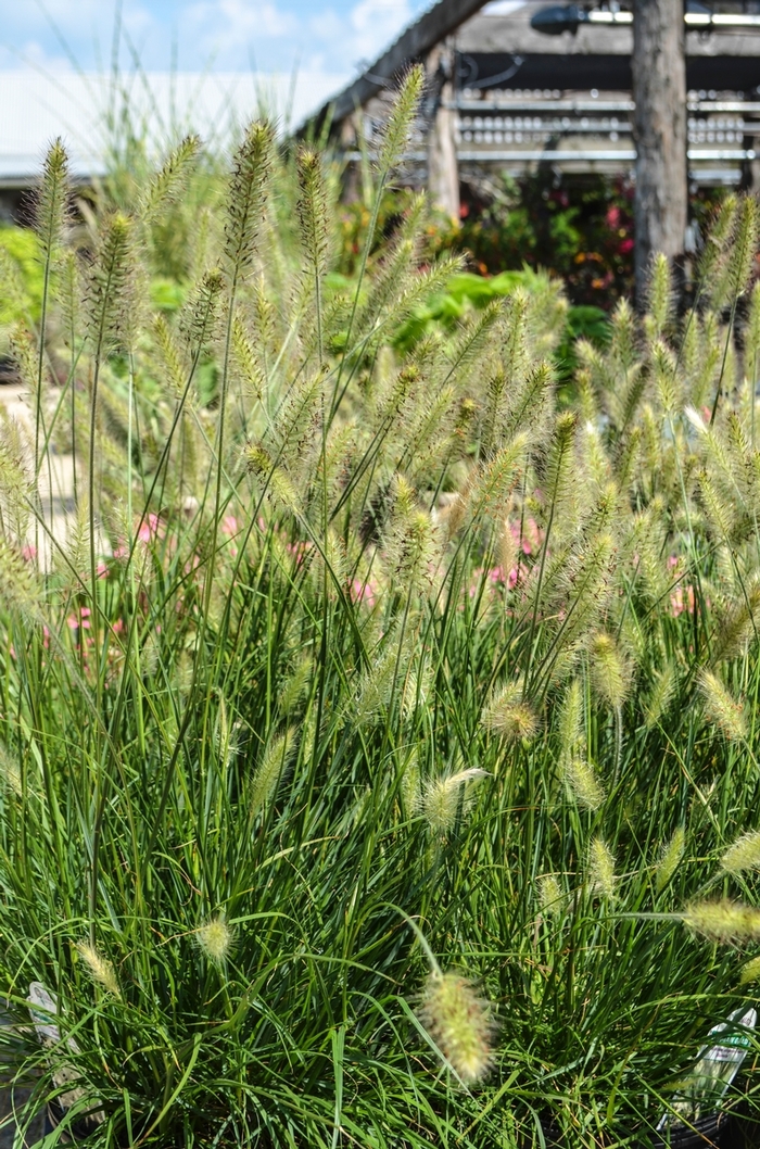 Fountain Grass - Pennisetum alopecuroides 'Hameln'