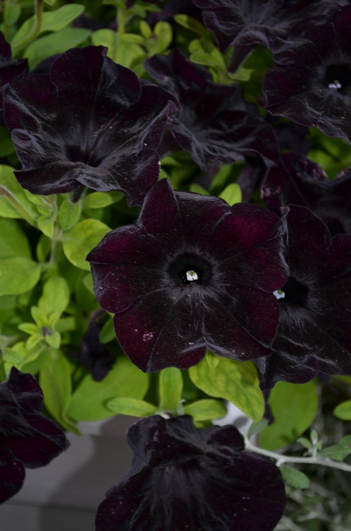 Petunia - Petunia x hybrida 'Crazytunia® 'Black Mamba''
