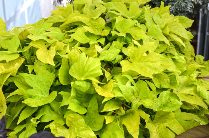 Ornamental Sweet Potato - Ipomoea batatas 'Bright Ideas Lime' Ornamental Sweet Potato - Ipomoea batatas 'Bright Ideas Lime'
