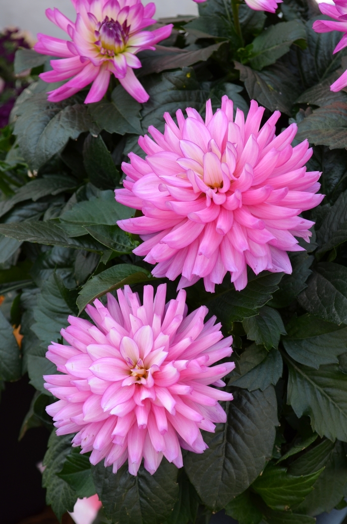 Dahlia 'XXL Veracruz' | Dahlia | Ebert's Greenhouse