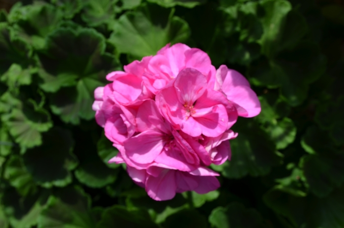 Pelargonium x hortorum 'Survivor Indigo Sky' | Zonal Geranium | Ebert's ...