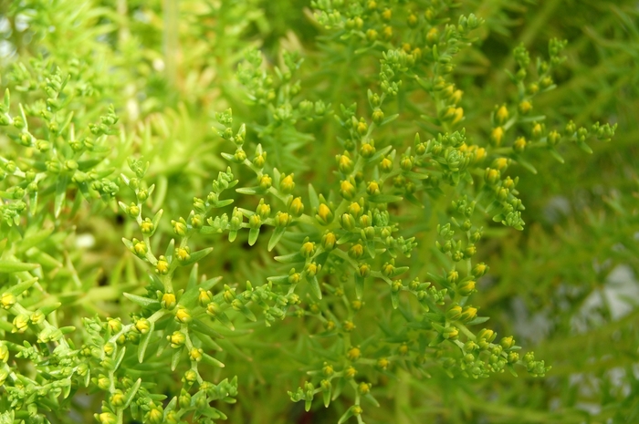 'Lemon Ball' - Sedum mexicanum 'Lemon Ball' - Sedum mexicanum