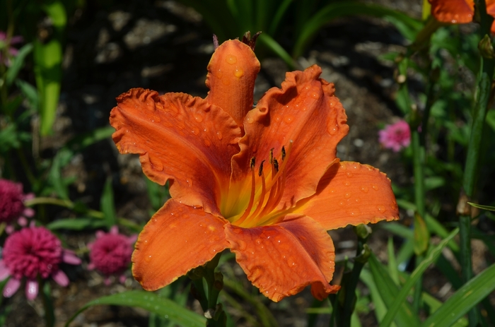 Daylily - Hemerocallis 'Alabama Jubilee' 