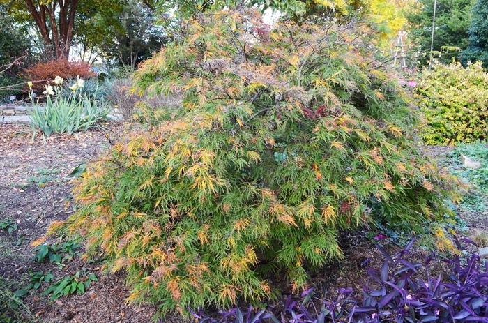 'Waterfall' Laceleaf Japanese Maple - Acer palmatum var. dissectum