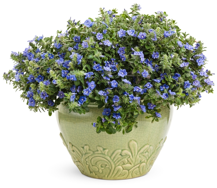 Blue My Mind® - Dwarf Morning Glory Evolvulus hybrid Blue My Mind® - Dwarf Morning Glory Evolvulus hybrid