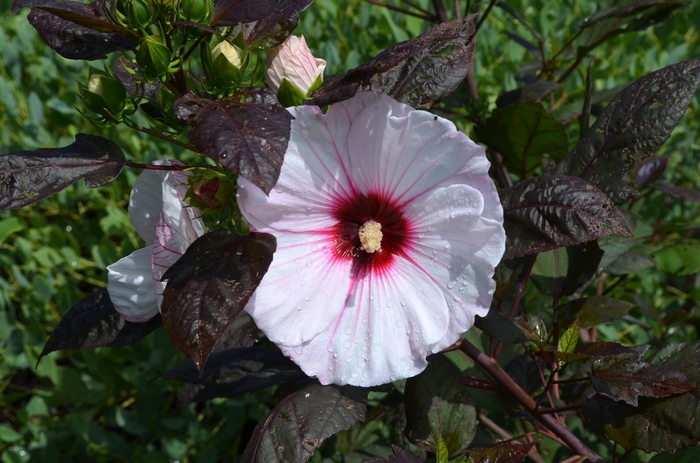 Dwarf Hibiscus - Hibiscus x moscheutos 'Small Wonders' Dwarf Hibiscus - Hibiscus x moscheutos 'Small Wonders'