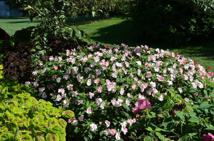 SunPatiens® Blush Pink - Impatiens 