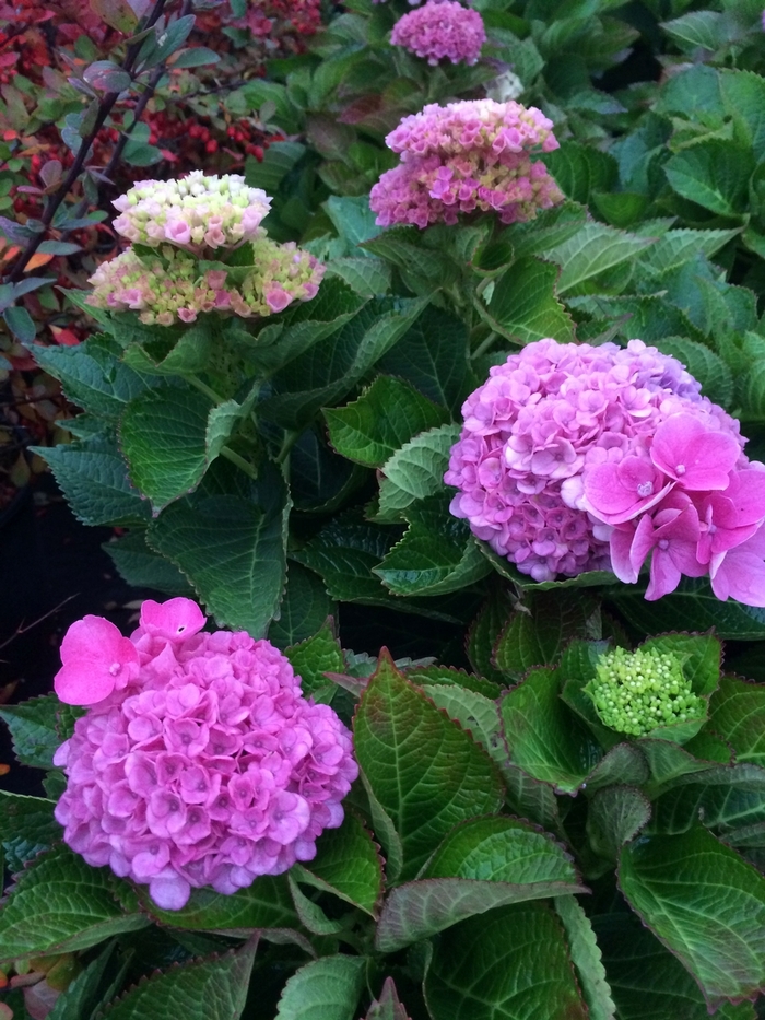 Hydrangea macrophylla 'Hokomarevo' | Hydrangea Everlasting™ Revolution