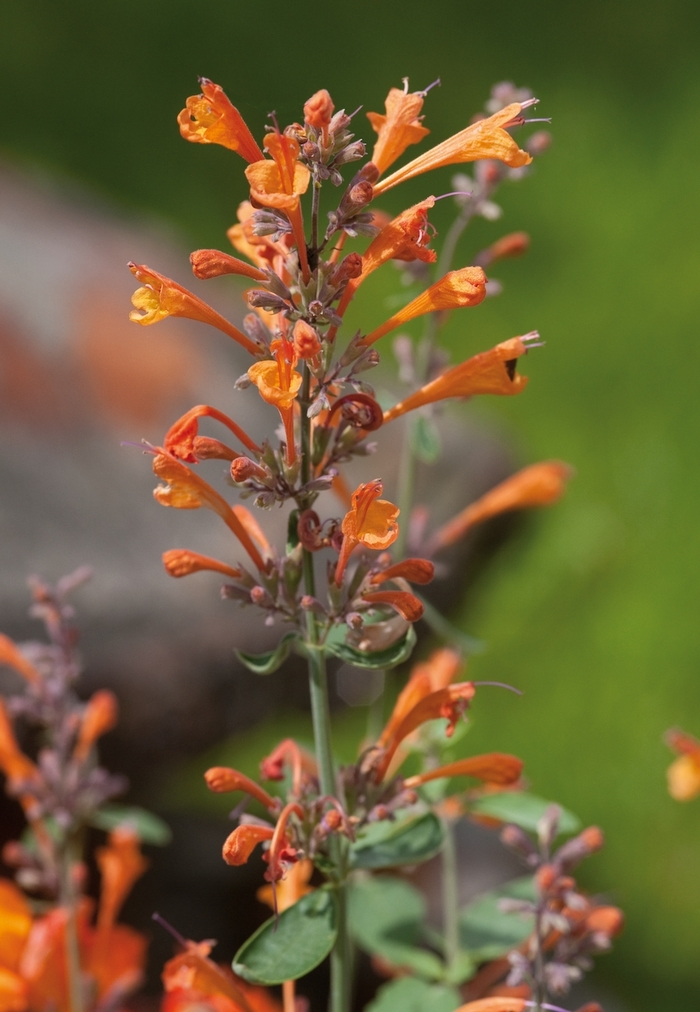 Tango Agastache - Agastache aurantiaca ''Tango'' Tango Agastache - Agastache aurantiaca ''Tango''