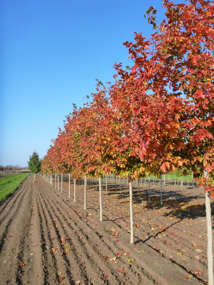 Fall Fiesta® Sugar Maple - Acer saccharum 'Bailsta'