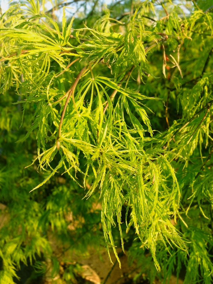 Japanese Weeping Green Maple - Acer palmatum dissectum 'Viridis'