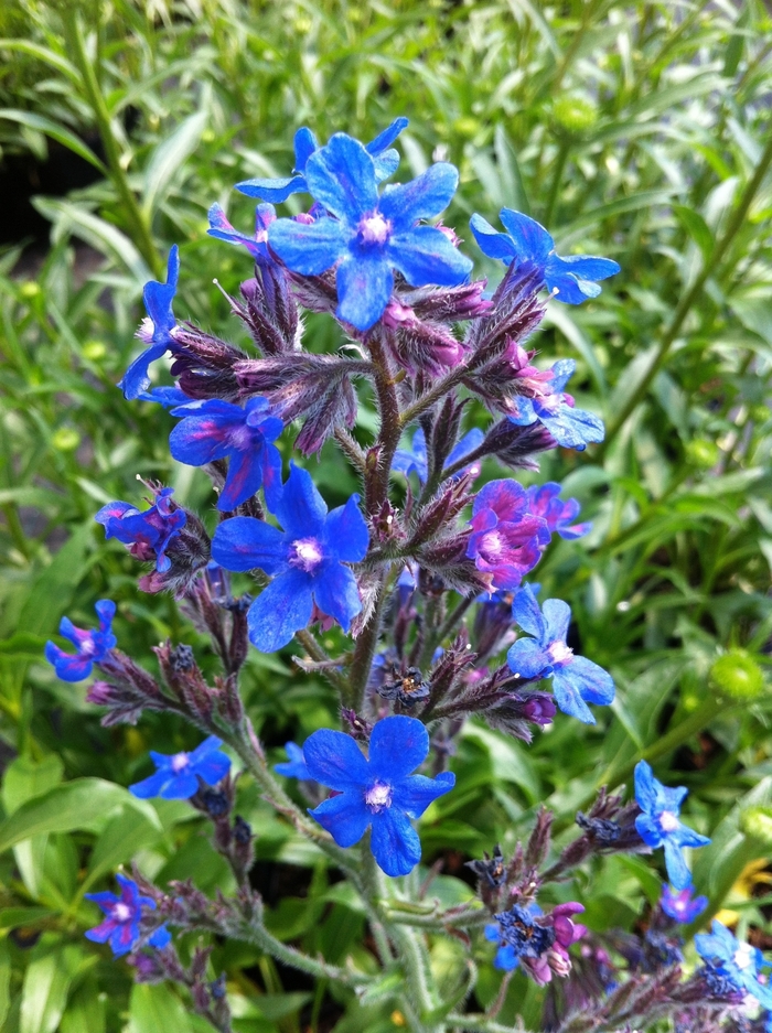 Bugloss - Anchusa azurea 'Loddon Royalist' 