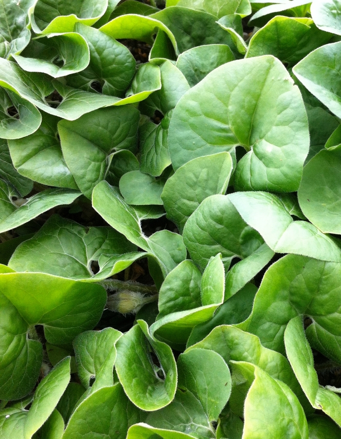 Wild Ginger - Asarum canadense