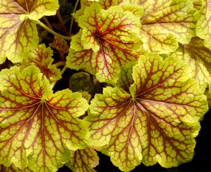 Coral Bells - Heuchera 'Red Lightning' 