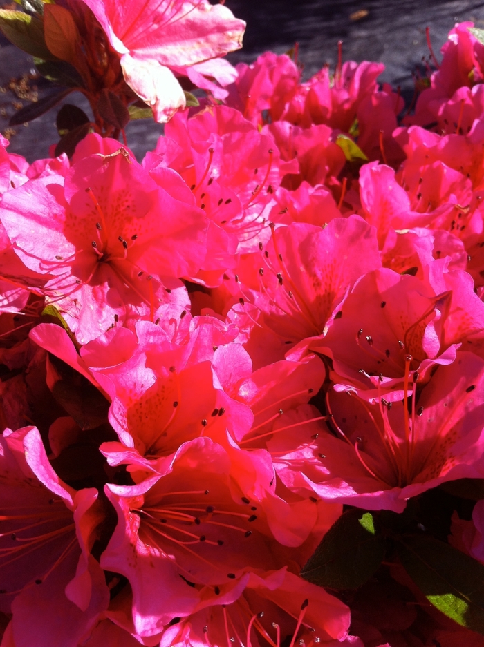 'Girard's Renee Michelle' Azalea - Rhododendron Girard hybrid