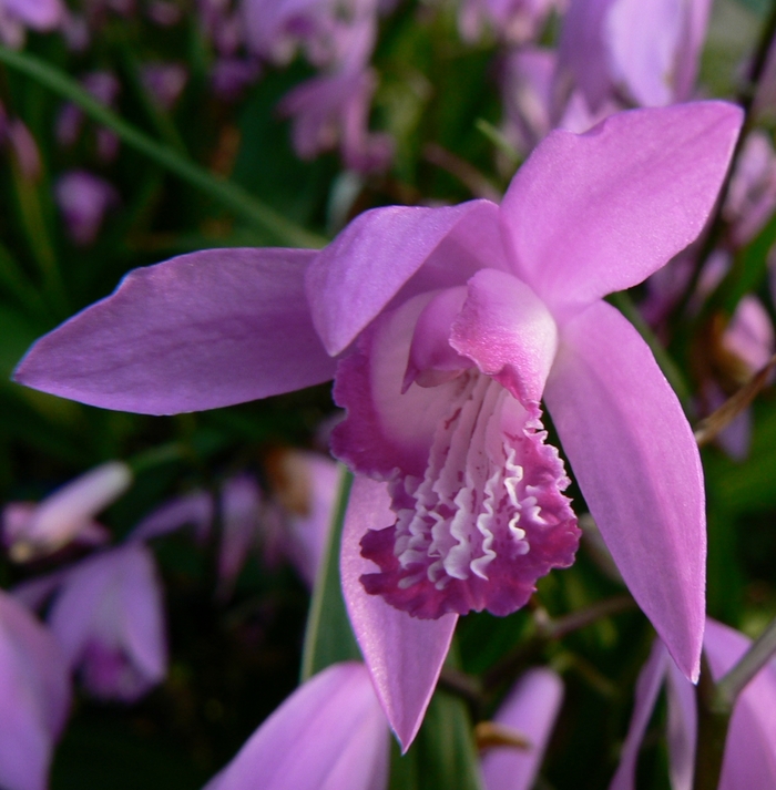 Chinese Ground Orchid - Bletilla striata