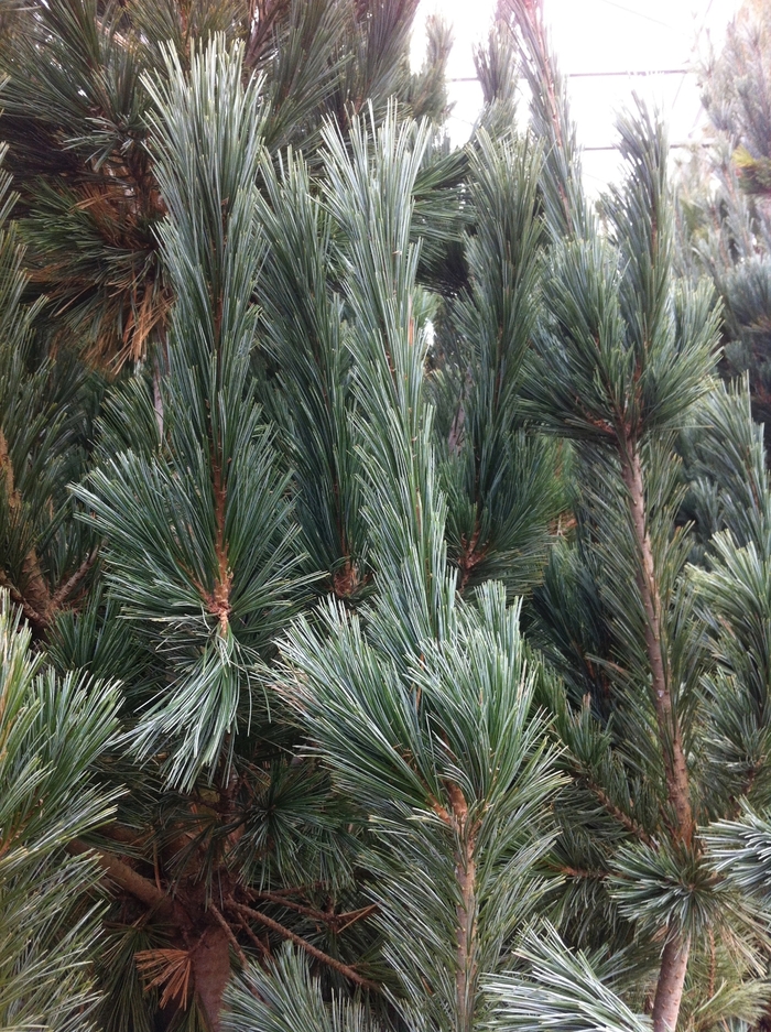 Vanderwolf's Pyramid Limber Pine - Pinus flexilis 'Vanderwolf's Pyramid' (Limber Pine)
