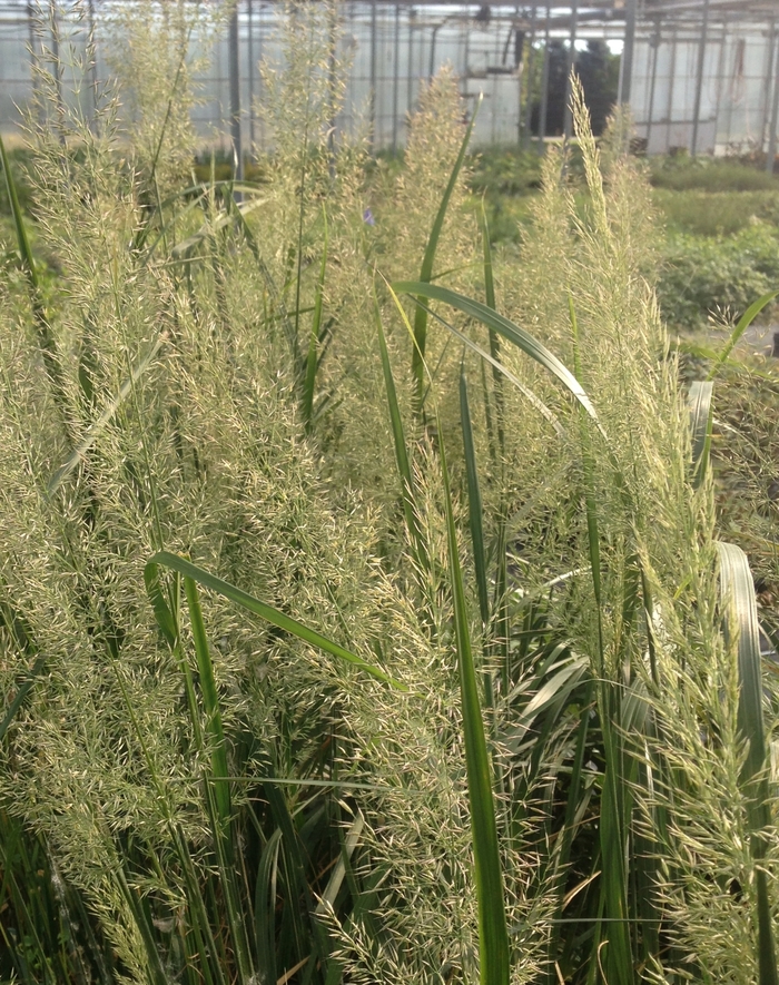 Korean Feather Reed Grass - Calamagrostis brachytricha