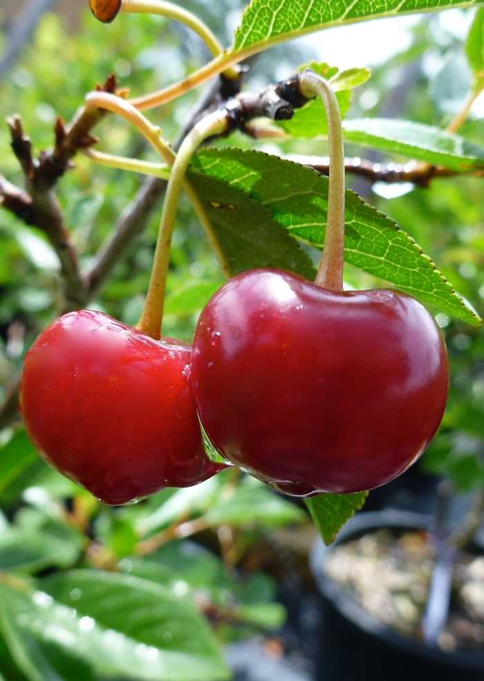 Cherry, Bush - Cherry 'Juliet'