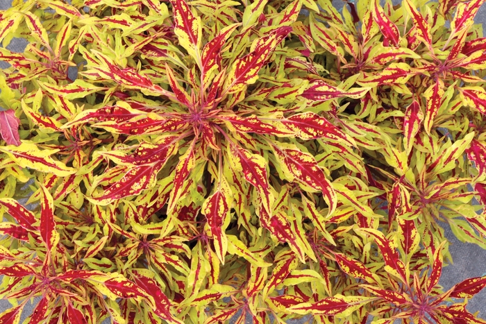 Coleus - Coleus 'HIPSTERS™ Zooey' Coleus - Coleus 'HIPSTERS™ Zooey'