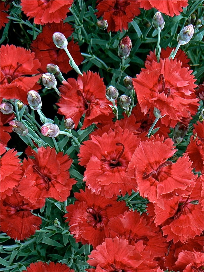 Border Carnation - Dianthus 'Fire Star™' Border Carnation - Dianthus 'Fire Star™'