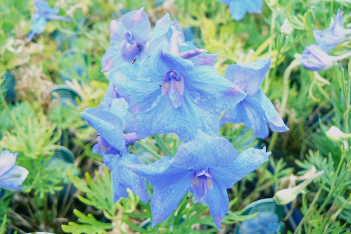Larkspur - Delphinium grandiflorum 'Blue Butterfly'