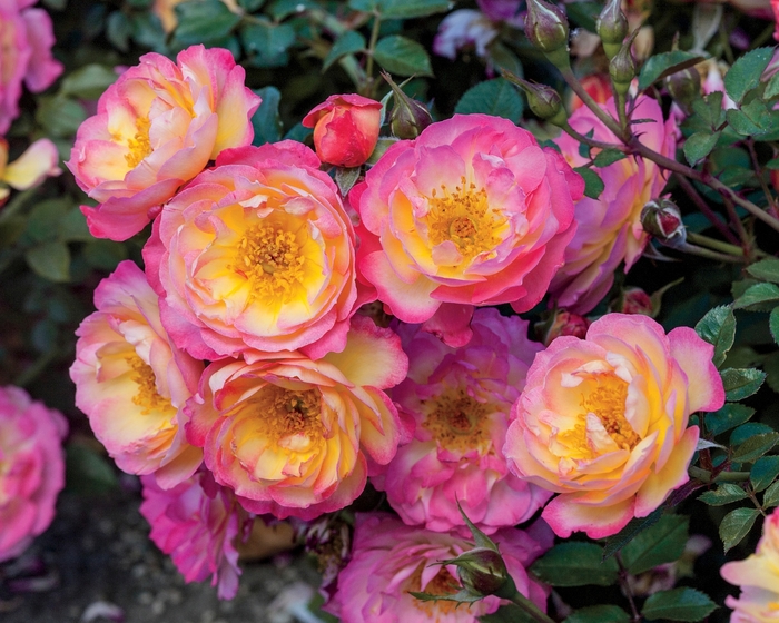 Ground Cover Rose - Rosa 'Rainbow Happy Trails'