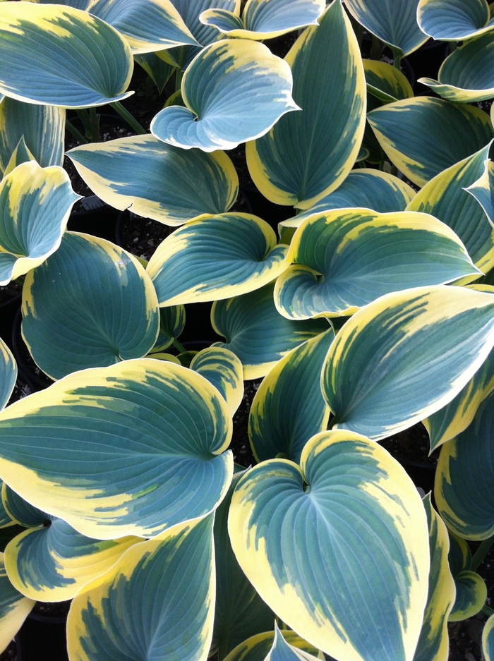 Plantain Lily - Hosta hybrid 'First Frost'