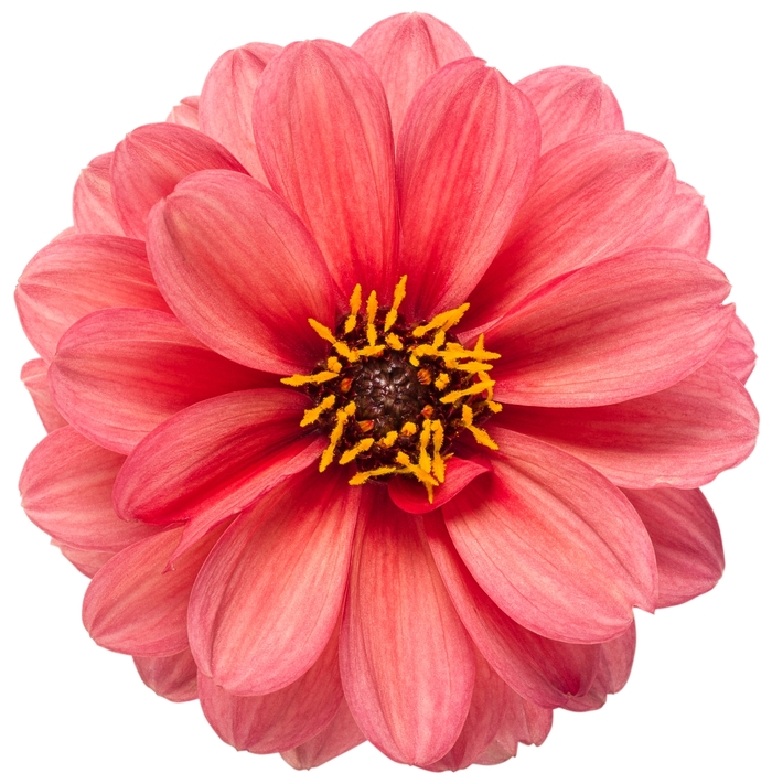 Dahlia - Dahlia variabilis 'Dahlightful™ Sultry Scarlet' Dahlia - Dahlia variabilis 'Dahlightful™ Sultry Scarlet'