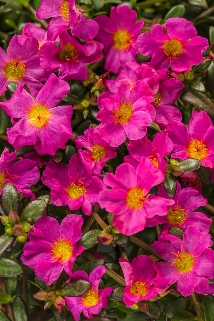 Mojave® Fuchsia - Portulaca umbraticola (Purslane)