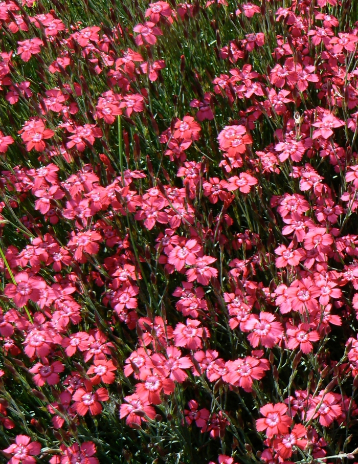 Border Carnation - Dianthus deltoides 'Brilliant'
