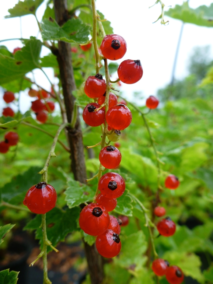 Currant - Ribes rubrum 'Red Lake' 