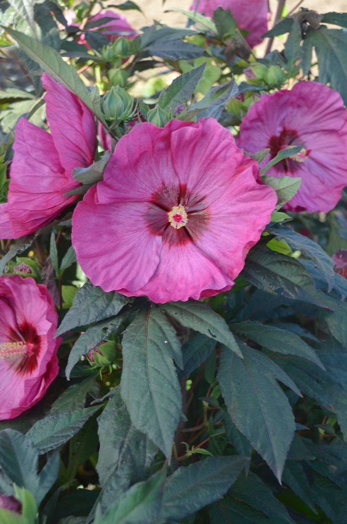 Summerific® 'Berry Awesome' - Hibiscus hybrid 