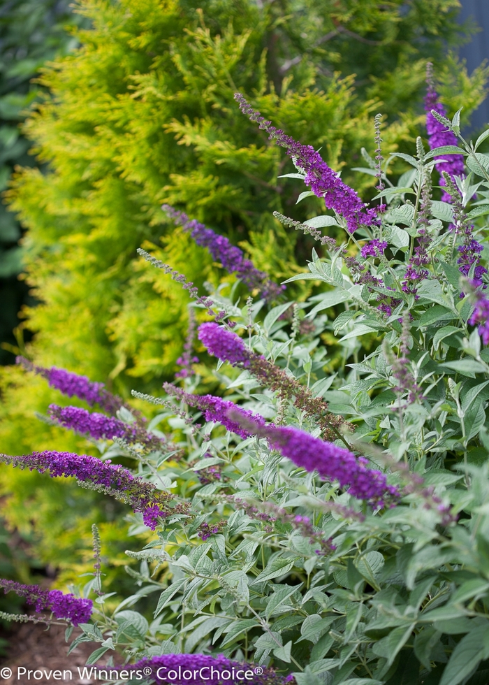 'Miss Violet' - Buddleia davidii 'Miss Violet' - Buddleia davidii